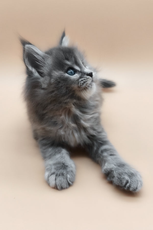 Eliza | Maine Coon Kitten