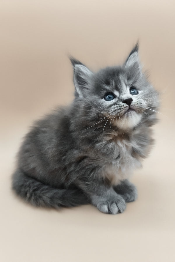 Eliza | Maine Coon Kitten