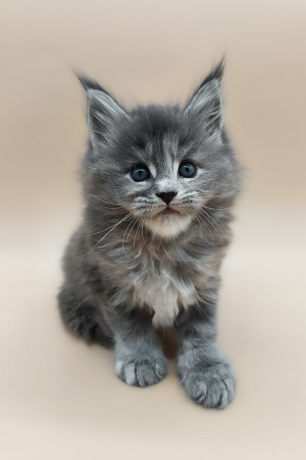 Eliza | Maine Coon Kitten