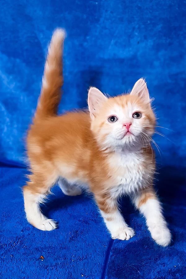 Elizabet | Siberian Kitten