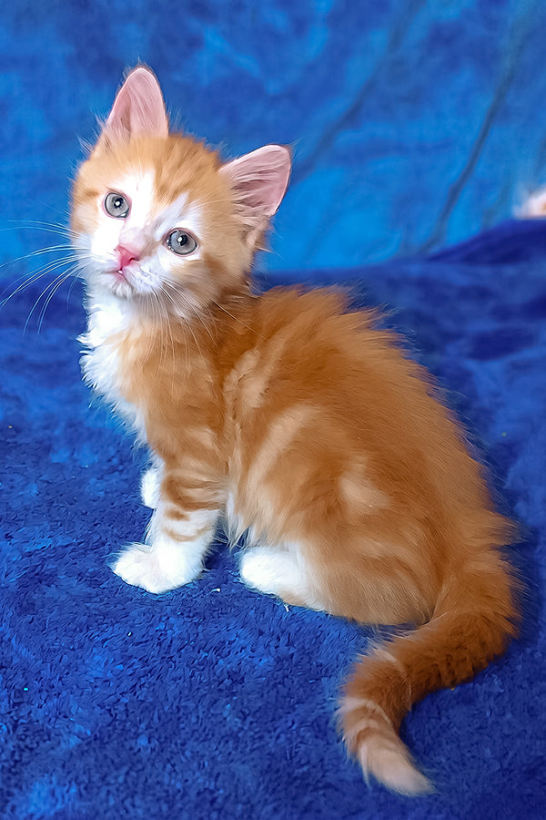 Elizabet | Siberian Kitten