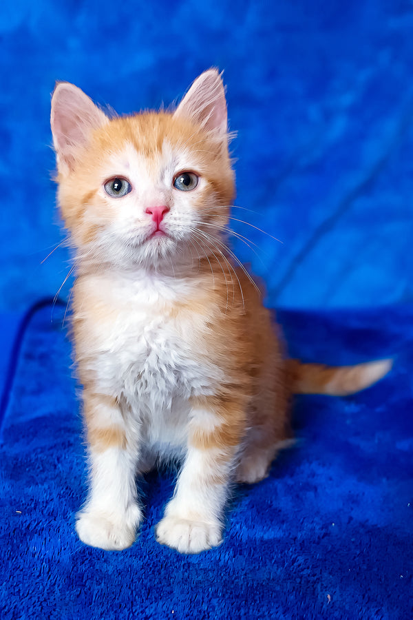Elizabet | Siberian Kitten
