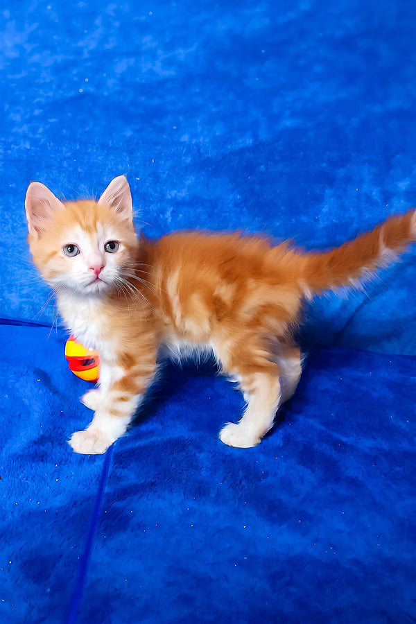 Elizabet | Siberian Kitten