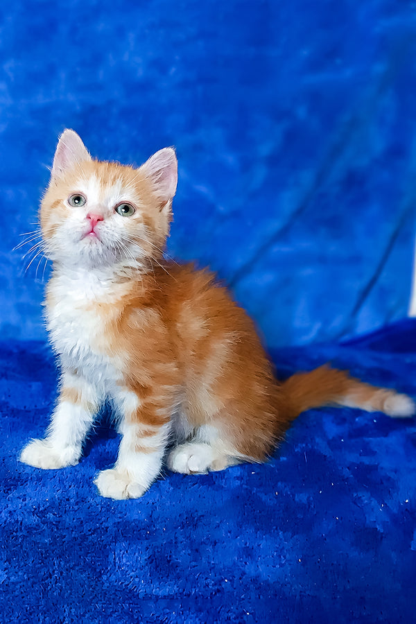 Elizabet | Siberian Kitten