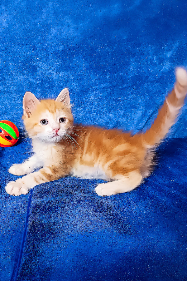 Elizabet | Siberian Kitten