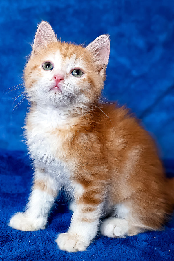 Elizabet | Siberian Kitten