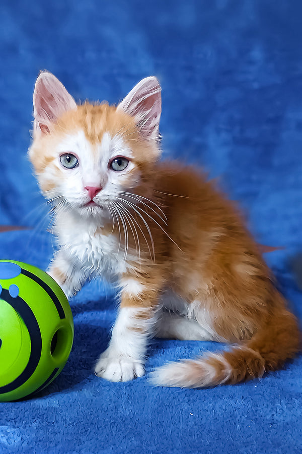 Elizabet | Siberian Kitten
