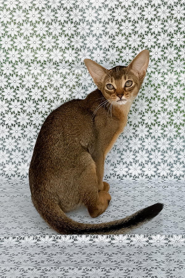 Elka | Abyssinian Kitten