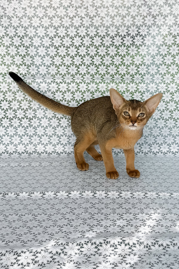 Elka | Abyssinian Kitten