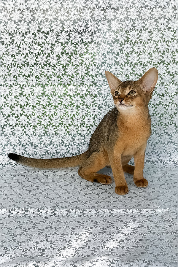 Elka | Abyssinian Kitten