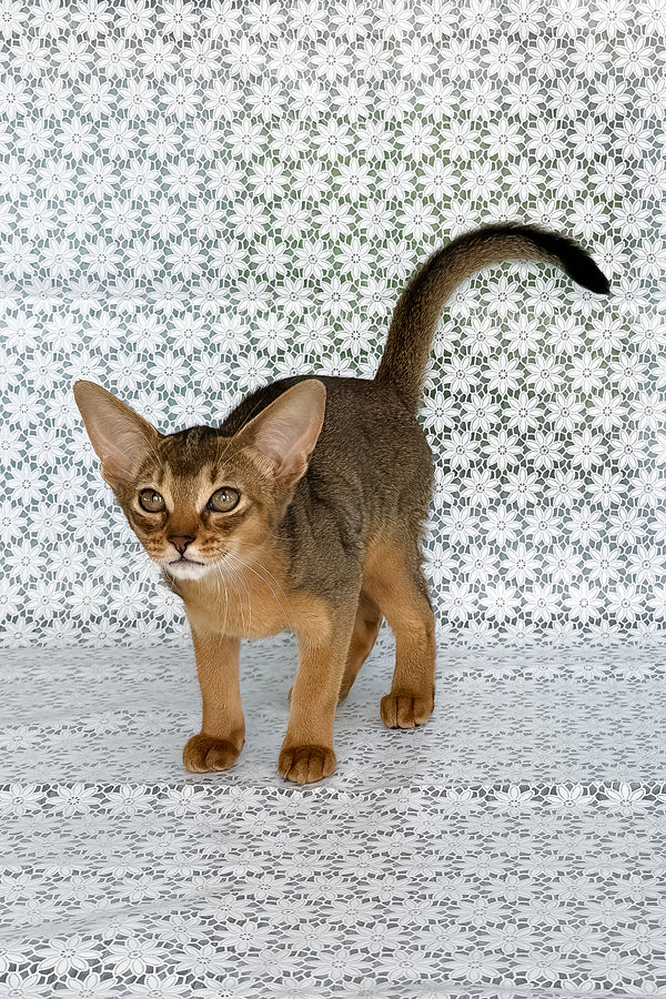 Elka | Abyssinian Kitten