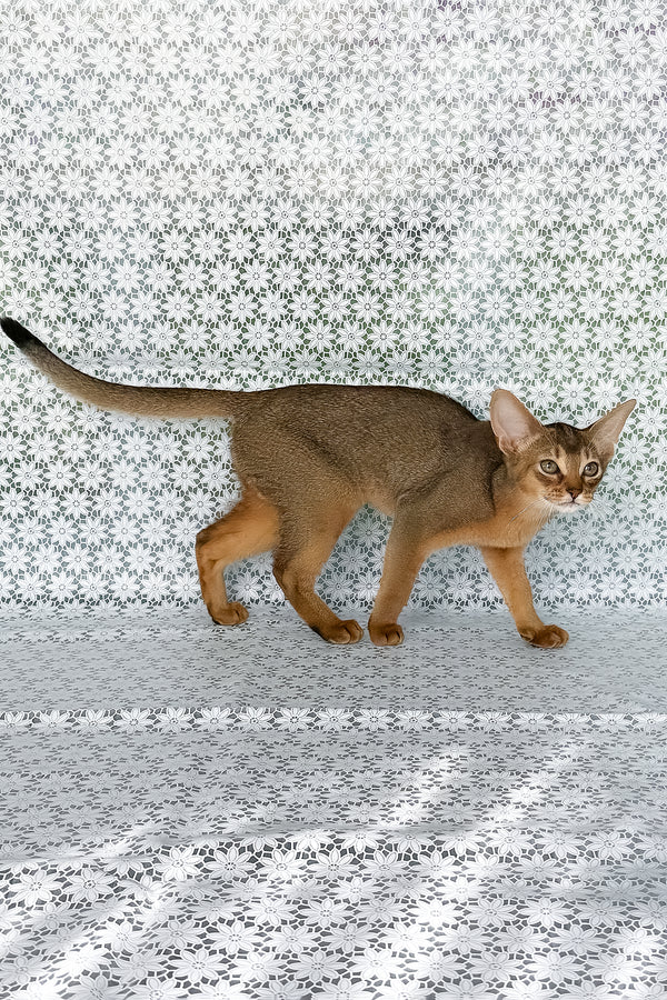 Elka | Abyssinian Kitten