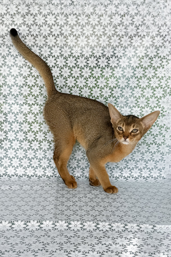 Elka | Abyssinian Kitten