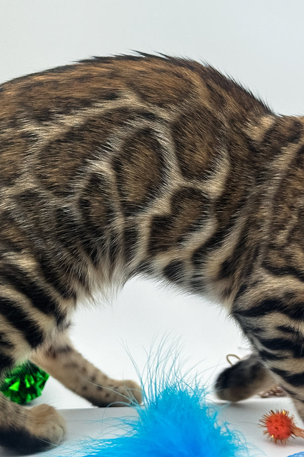 Ellarra | Bengal Kitten
