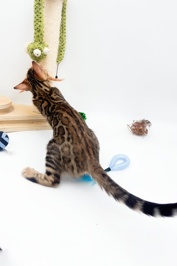 Ellarra | Bengal Kitten