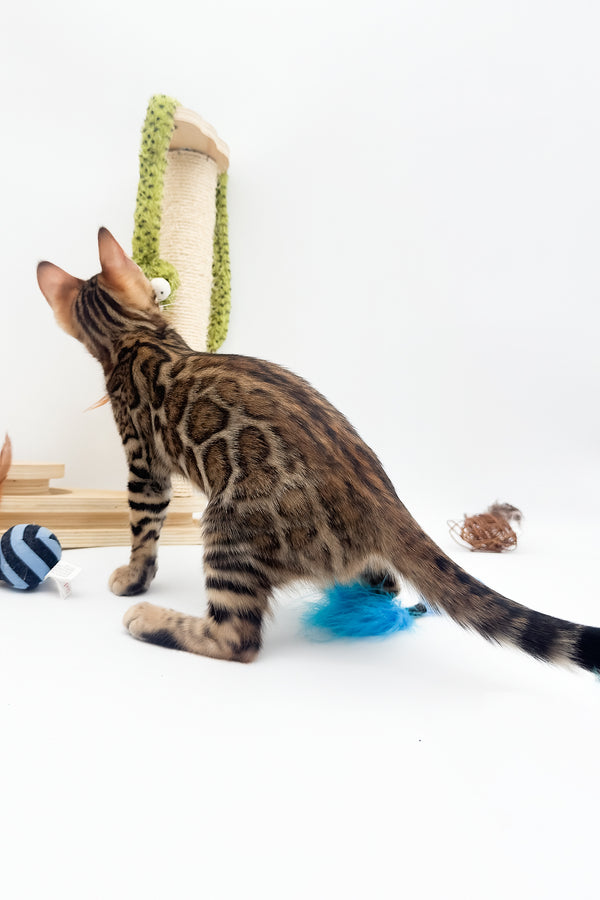 Ellarra | Bengal Kitten