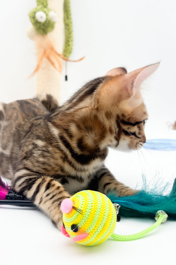 Ellarra | Bengal Kitten