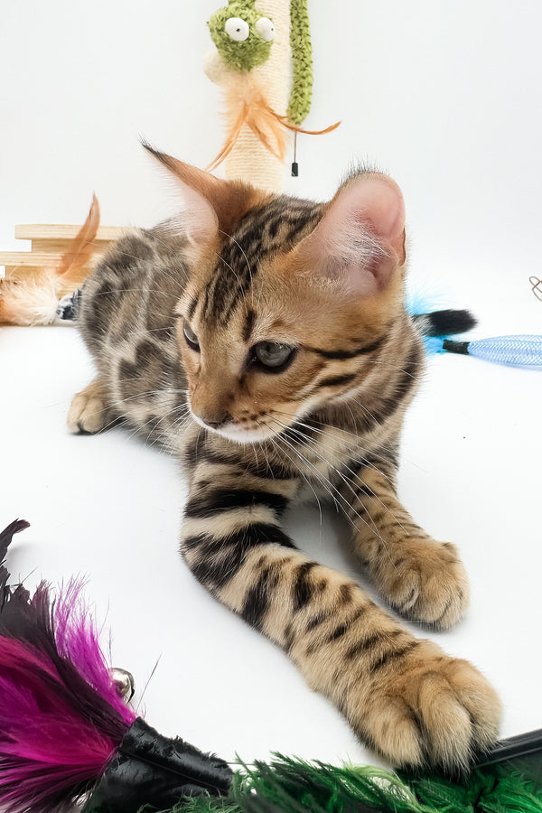 Ellarra | Bengal Kitten