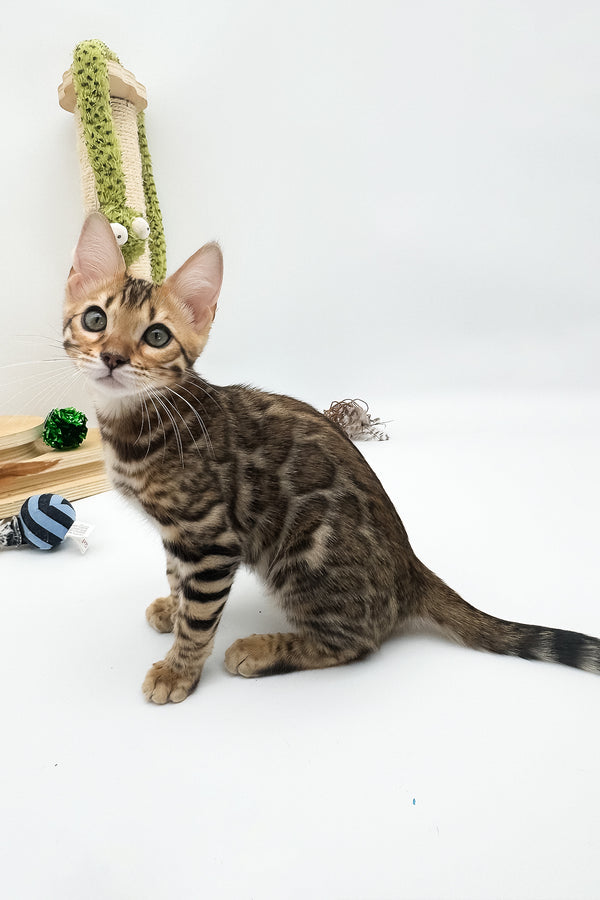 Ellarra | Bengal Kitten