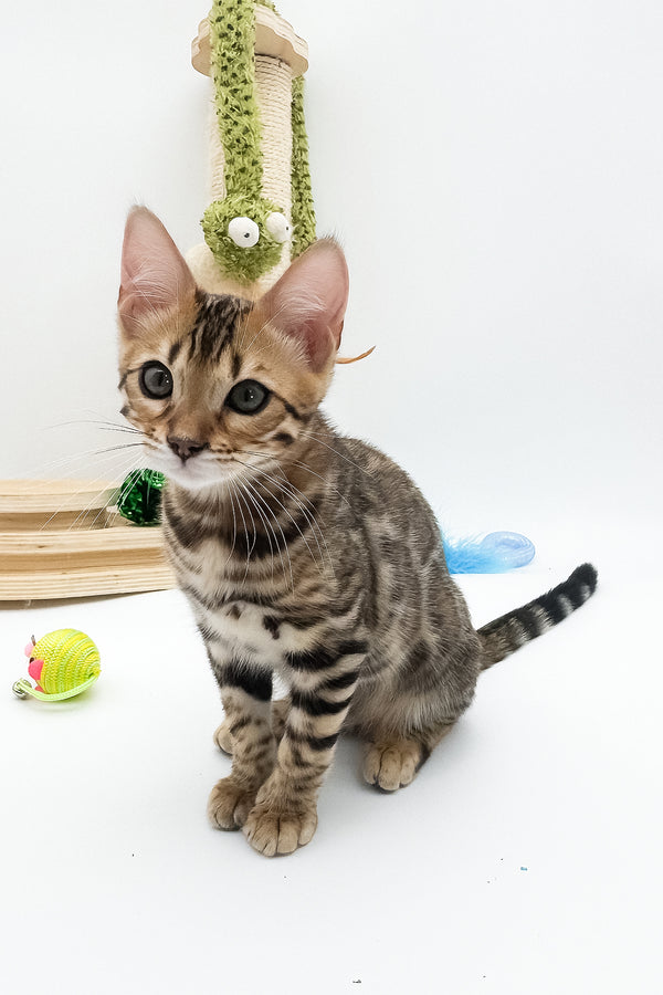 Ellarra | Bengal Kitten