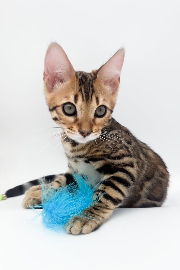 Ellarra | Bengal Kitten
