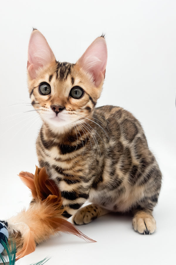 Ellarra | Bengal Kitten