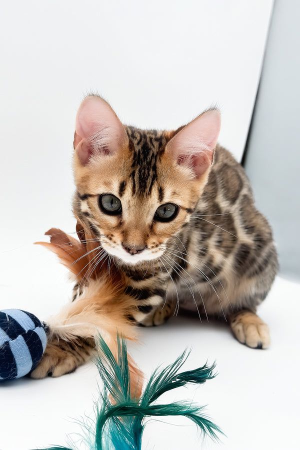 Ellarra | Bengal Kitten