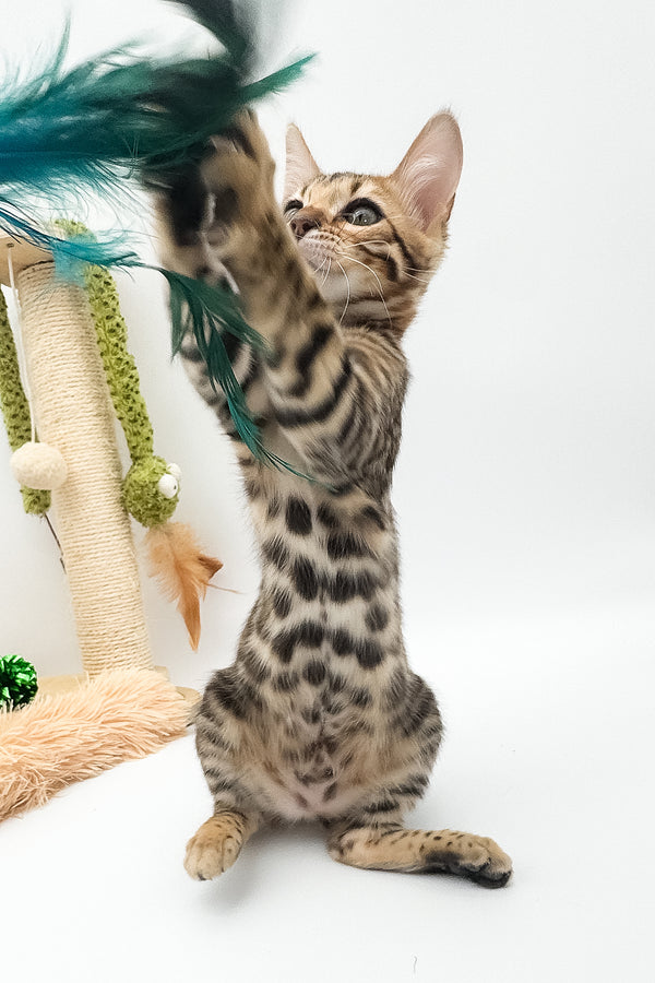 Ellarra | Bengal Kitten