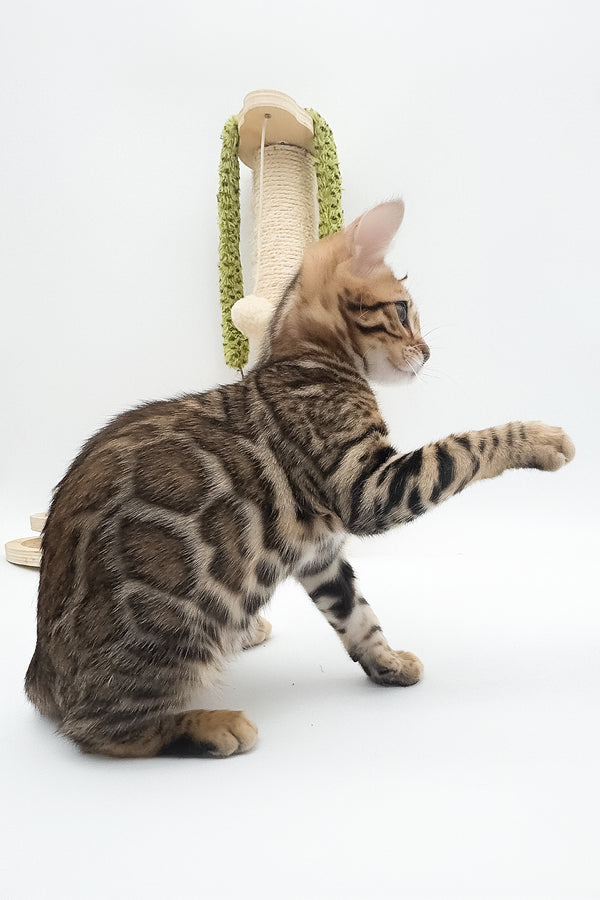 Ellarra | Bengal Kitten