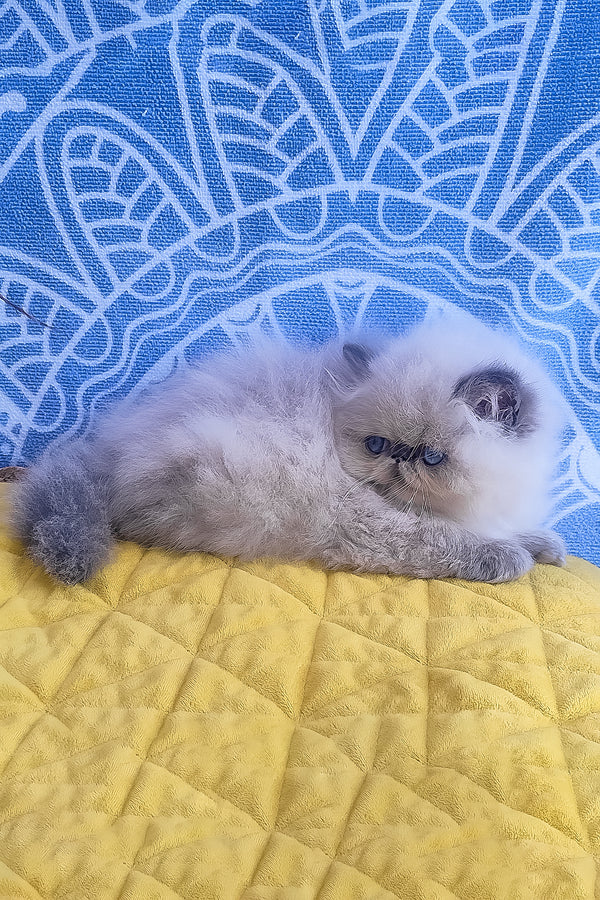 Ellie | Persian Kitten