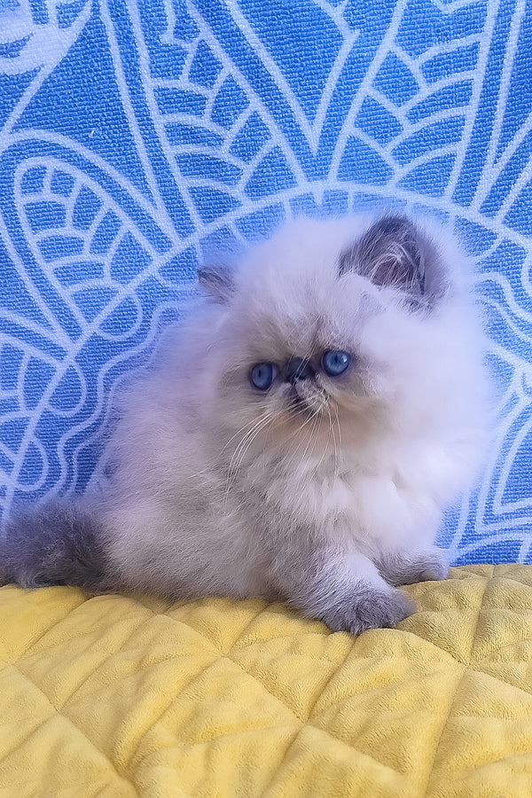 Ellie | Persian Kitten