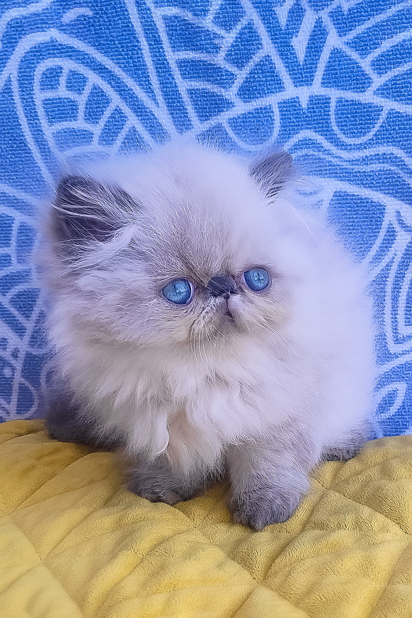 Ellie | Persian Kitten