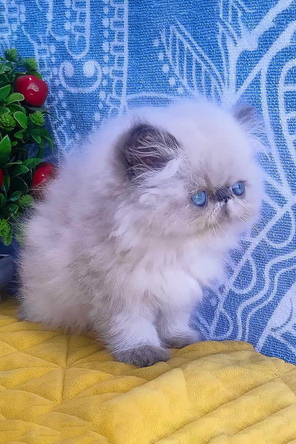 Ellie | Persian Kitten