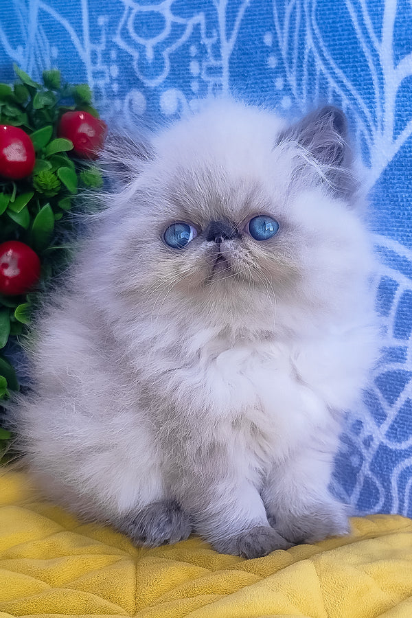 Ellie | Persian Kitten
