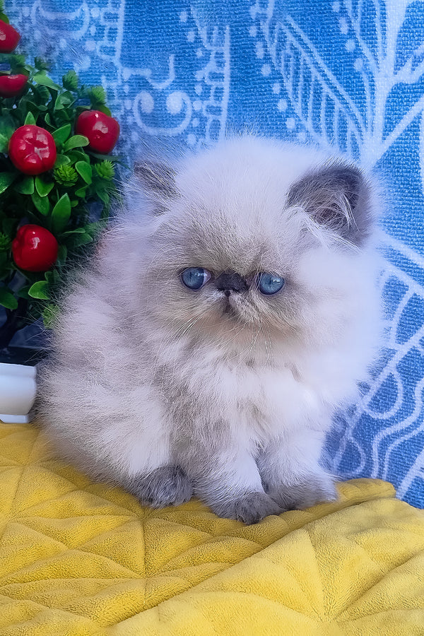 Ellie | Persian Kitten