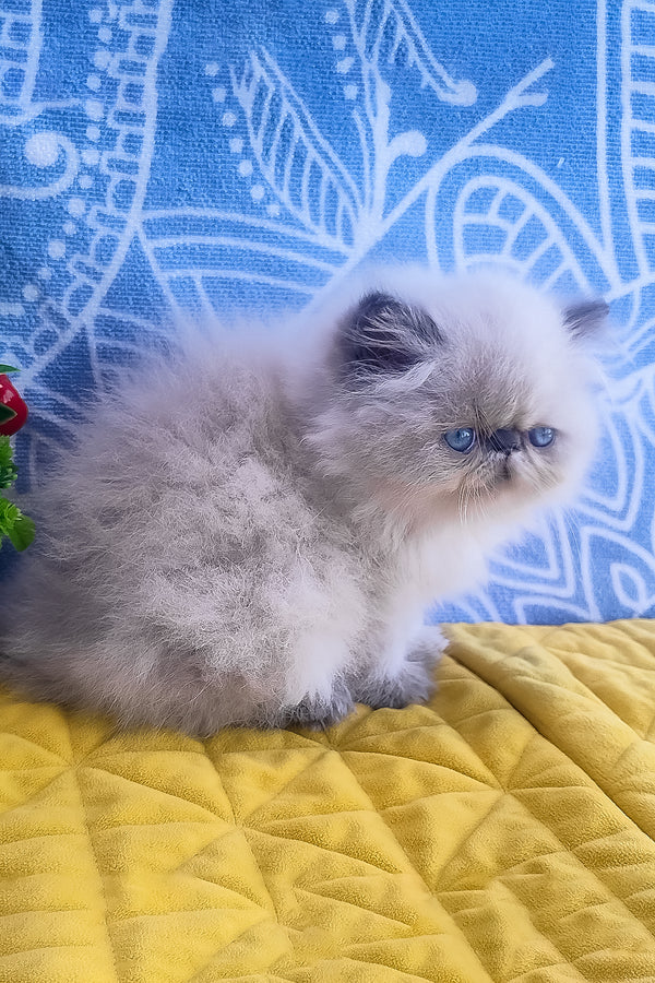 Ellie | Persian Kitten