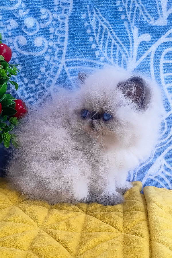 Ellie | Persian Kitten