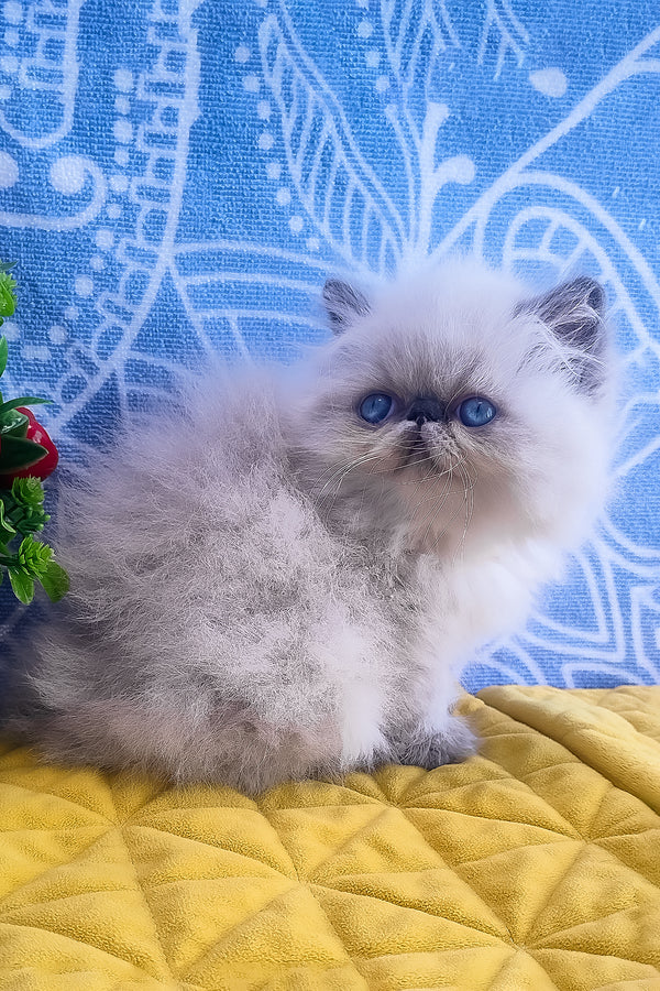 Ellie | Persian Kitten