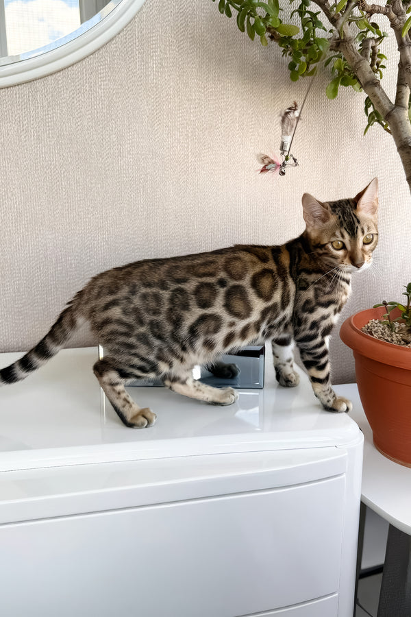 Elly | Bengal Kitten