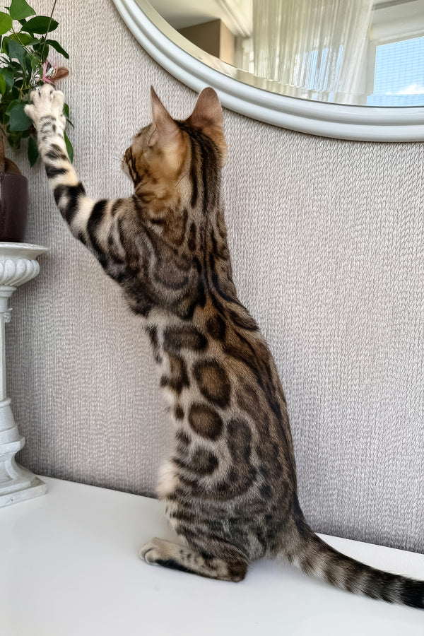 Elly | Bengal Kitten