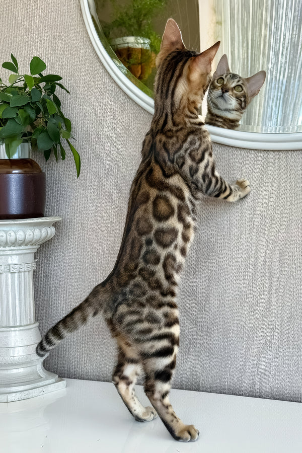 Elly | Bengal Kitten