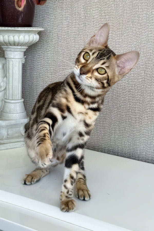 Elly | Bengal Kitten