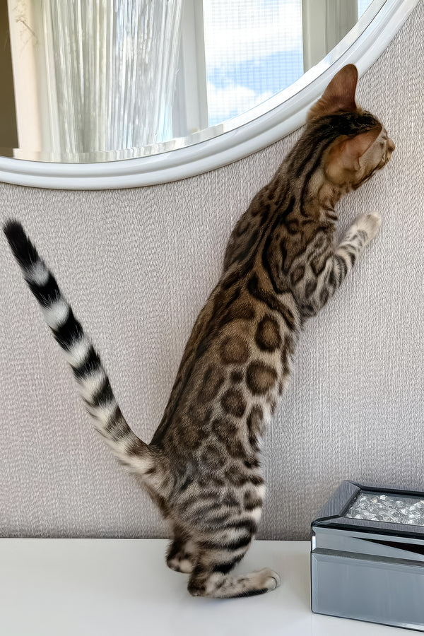 Elly | Bengal Kitten