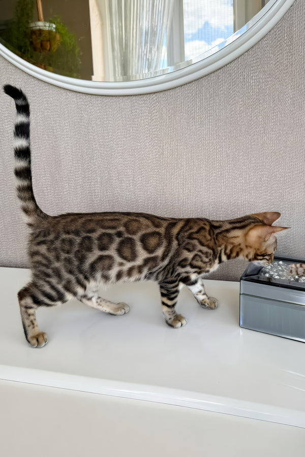 Elly | Bengal Kitten