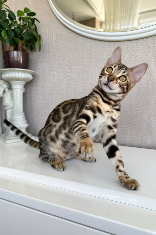 Elly | Bengal Kitten