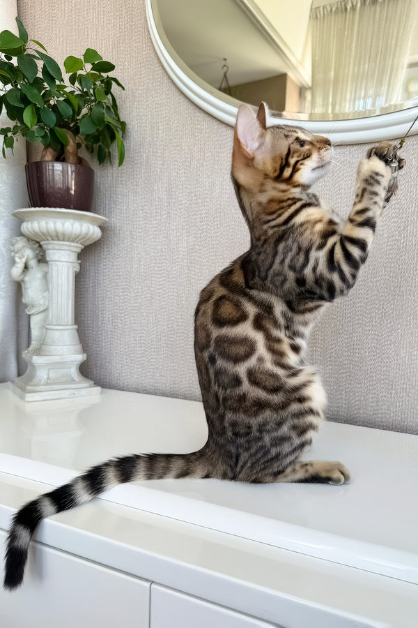 Elly | Bengal Kitten