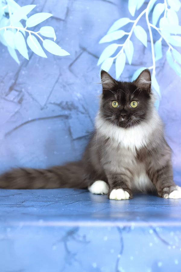 Elsa | Siberian Kitten
