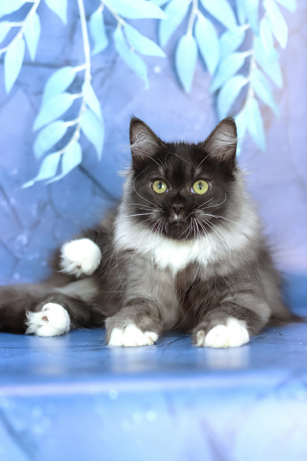 Elsa | Siberian Kitten