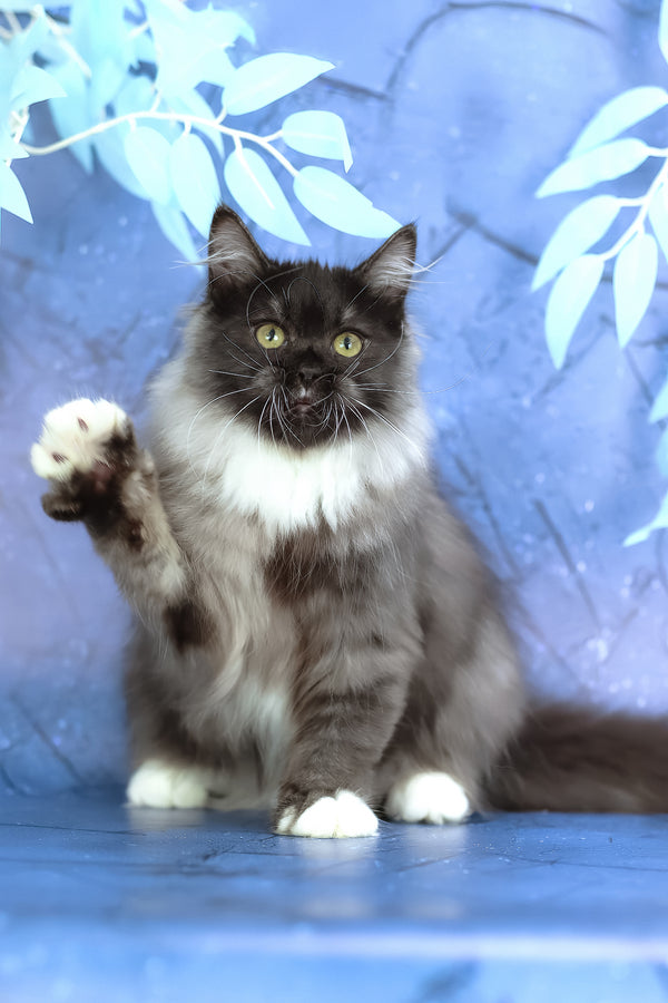 Elsa | Siberian Kitten