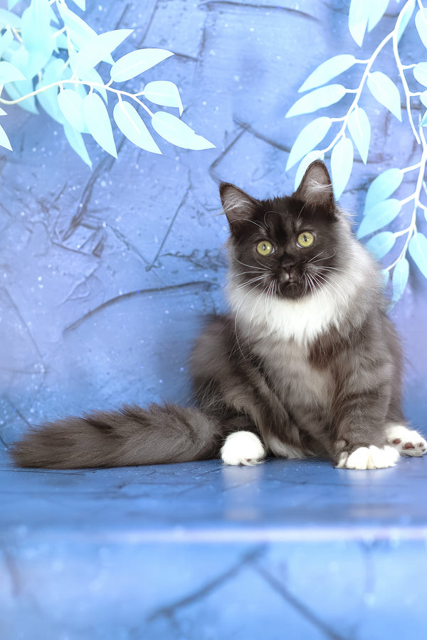 Elsa | Siberian Kitten